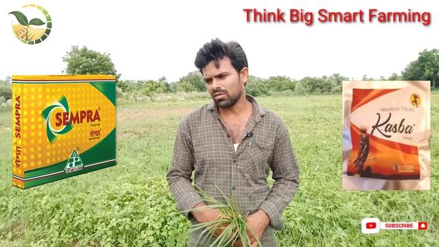 Herbicide | Best రాకాసి తుంగ జాతి కలుపు శాశ్వత నివారణకు మందు| Cyperus rotundus| Sempra| Kasba | TBS