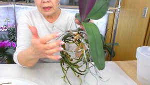 Как пересадить старую орхидею? Разделяю старую орхидею от молодой орхидеи Детки.