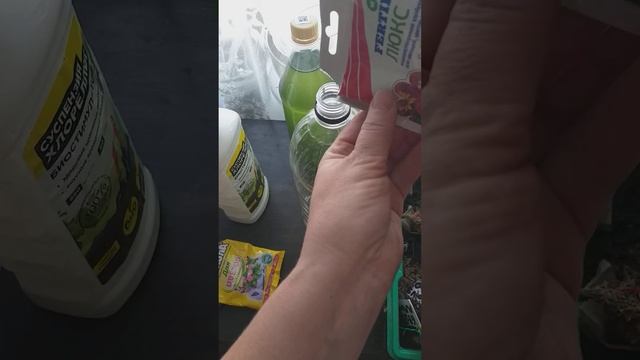 Разводим хлореллу дома сами смотреть онлайн