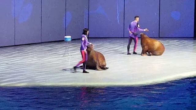 Москвариум 2017(8) смотреть онлайн