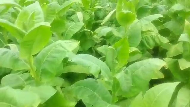 Ломать лист - это просто. смотреть онлайн