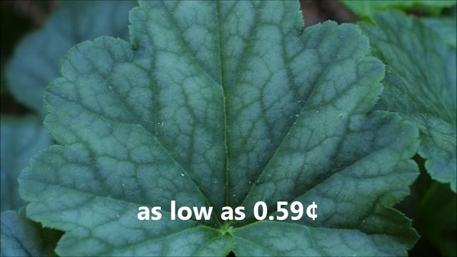 Alumroot Plants For Sale смотреть онлайн