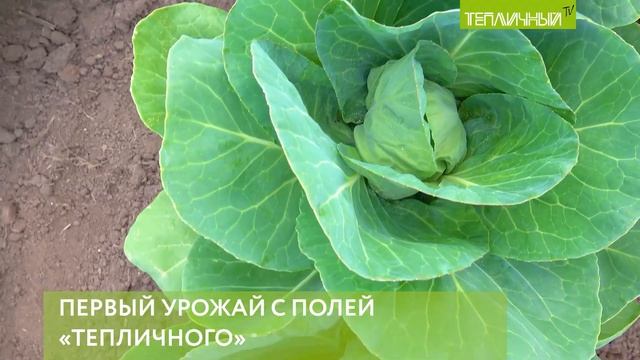 В "Тепличном" собирают первый урожай смотреть онлайн