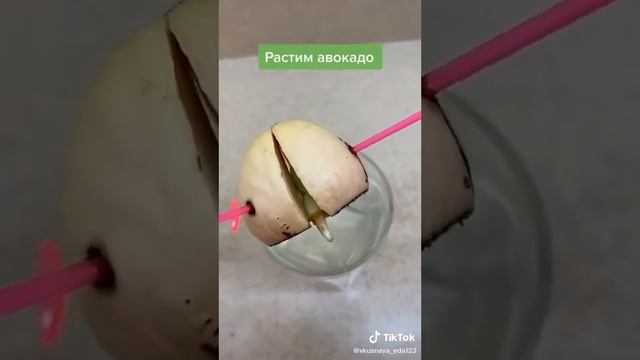 Как вырастить авокадо? смотреть онлайн