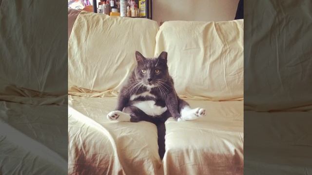 57 Insane (But True) Things About Cats смотреть онлайн