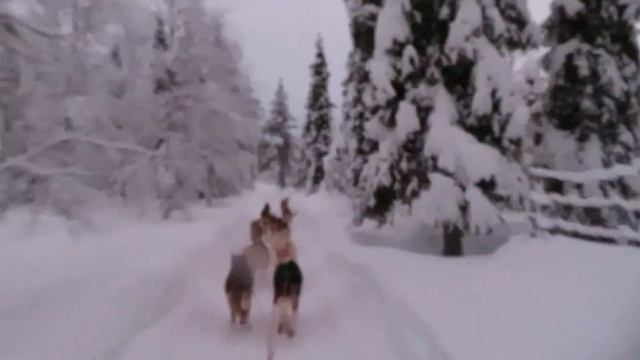 Катаемся на Хаски в Лапландии. Часть 1 смотреть онлайн