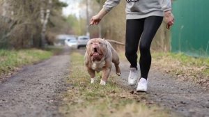 Честер Американский булли