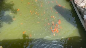 Остров развлечений VINPEARL LAND (ВИНПЕРЛ) в Нячанге на острове Хон Че, Вьетнам