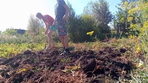 Огородные дела. Уборка картофеля