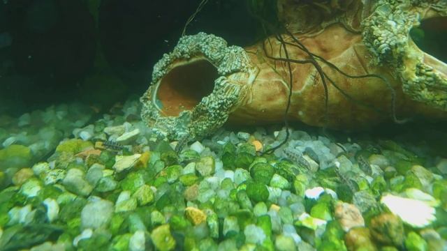 пельвикахромис пульхер, рыба попугайчик, малек через 25 дней после выхода в аквариум смотреть онлайн