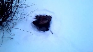 Ястреб-тетеревятник.. напуск на ворону.