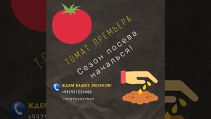 Томат Премьера F1