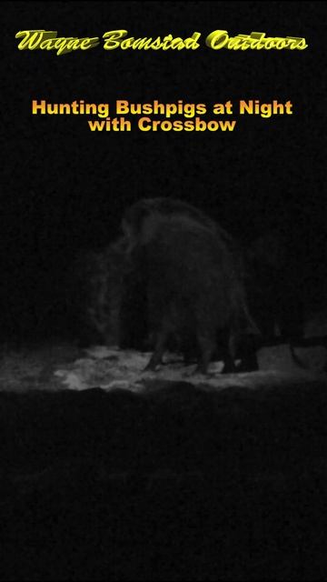 Hunting Bushpigs at Night with Crossbow #shorts смотреть онлайн