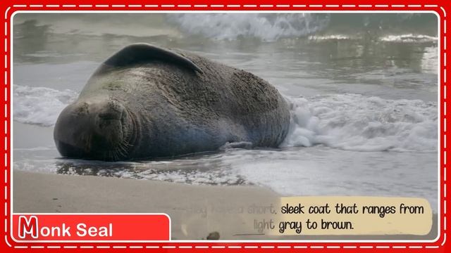 ABC Endangered Animals | Interesting and Educational Endangered Species Facts смотреть онлайн