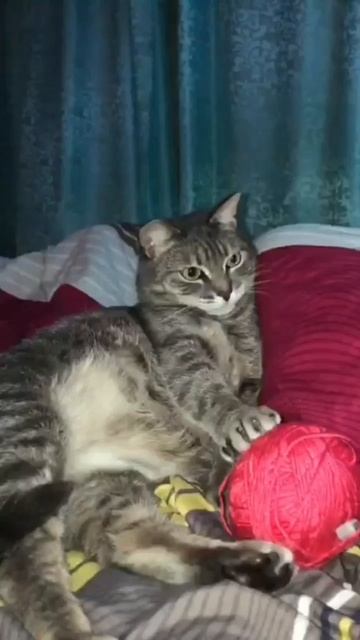 🐾  «Брысь» 😅
