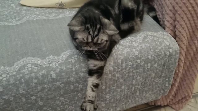 БРИТАНСКИЙ КОТЯРА 😺 НА РАССЛАБОНЕ!