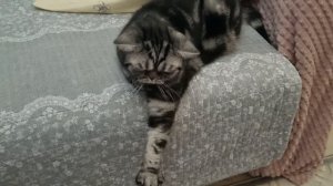 БРИТАНСКИЙ КОТЯРА 😺 НА РАССЛАБОНЕ!