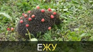 ЖА, ЖУ, ЖЕ, ЖИ