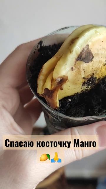 спасаю косточку манго  часть 1 19 апр
