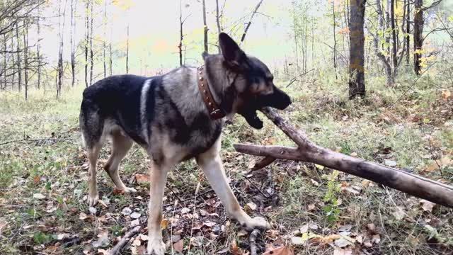 Грей развлекается в лесу смотреть онлайн