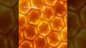 Ты пчела я пчеловод, а я стырыл мёд (2часа)