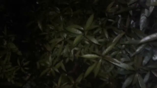 Mustika kura-kura... смотреть онлайн