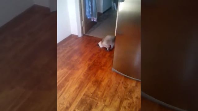 Приколы с кошками | котик моет пол | посрал убери смотреть онлайн