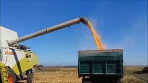 Claas Tucano 580 Украина уборка кукурузы