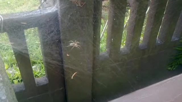 Lejkowiec labiryntowy / Agelena labyrinthica смотреть онлайн