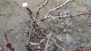 стоит тепло почка начала движения