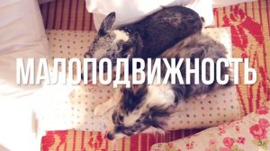 Ожирение у собак: 5 причин набора веса | Часть 3 🐕⚖️