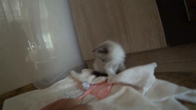 Дневник похудения #100-103🥗Бабка Кошатница в Отпуске смотреть онлайн