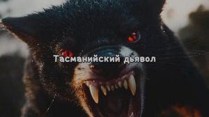 Тасманийский дьявол, читает автор