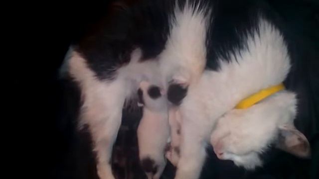 Кошечка родила котят смотреть онлайн