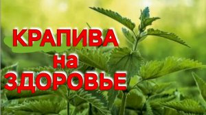 ЧТО ЛЕЧИТ И НА ЧТО ВЛИЯЕТ ОБЫЧНАЯ КРАПИВА? ЗАГАДОЧНОЕ РАСТЕНИЕ У НАС ПОД НОГАМИ. ПРОСТЫЕ СОВЕТЫ...