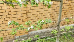 Плодовые шпалеры