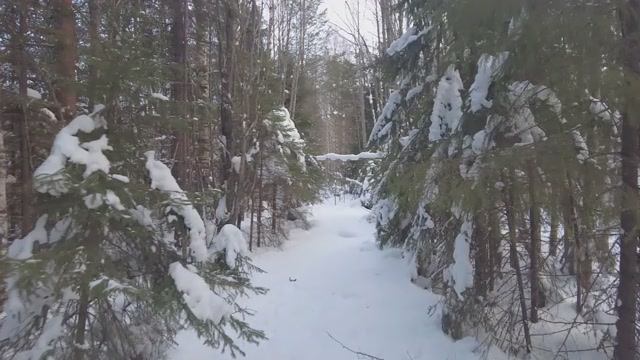 Зима заканчивается. Поход в лес смотреть онлайн