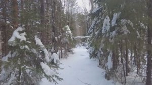 Зима заканчивается. Поход в лес