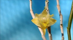 Dendrobium roslii  (orchid)