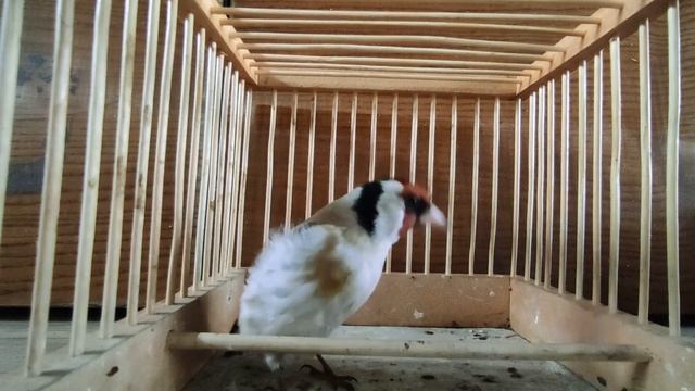 Щегол ОГНЕВИК, пение! / Singing Goldfinch!/ смотреть онлайн