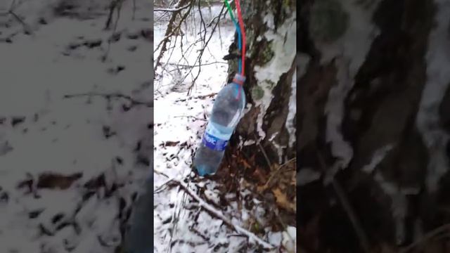 Лиски. Сбор березового сока. смотреть онлайн