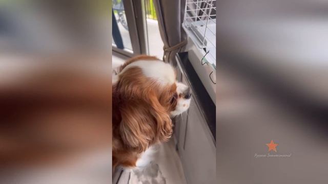 Собака Ксении Бородиной Берти хочет съесть морскую свинку! смотреть онлайн