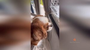 Собака Ксении Бородиной Берти хочет съесть морскую свинку!