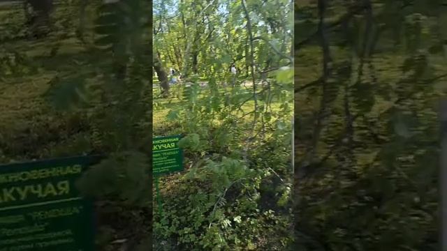 Фестиваль тюльпанов