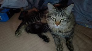 КотоПёс любит гладится,маленький трахторенок