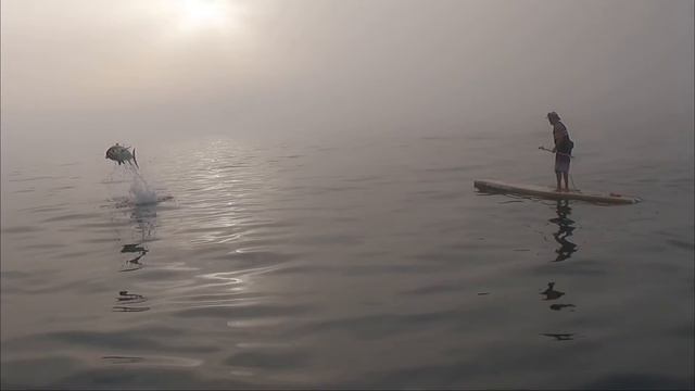 Gibraltar SUP - 200kg Bluefin Tuna surprise feeding on a flying fish смотреть онлайн