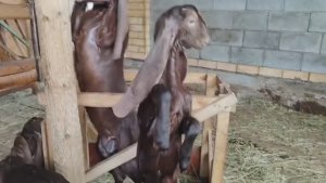 Козлята Камори