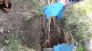 Виноград.Заладка шпалер і посадка винограду