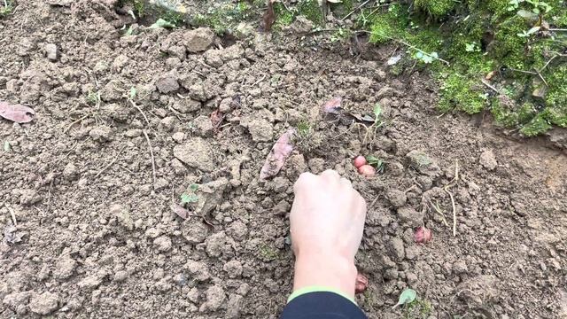 下雨天大姐在家种地，没想突然来了客人，夫妻俩赶紧准备饭菜【乡村大姐】