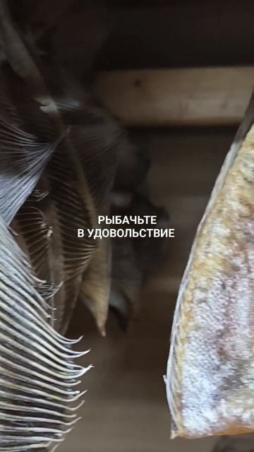 Вяленый ёрш отправляю в ваш город.
